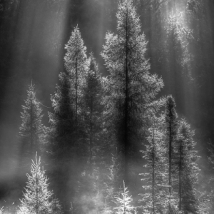 Tranquillity